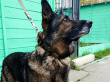 Юран -  собака в клубе «Звёздный Пёс»